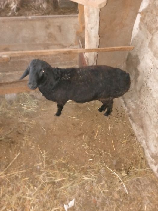 Qazoqi Qucqorca sotiladi