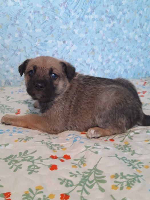 Пристраиваются в добрые руки щенки