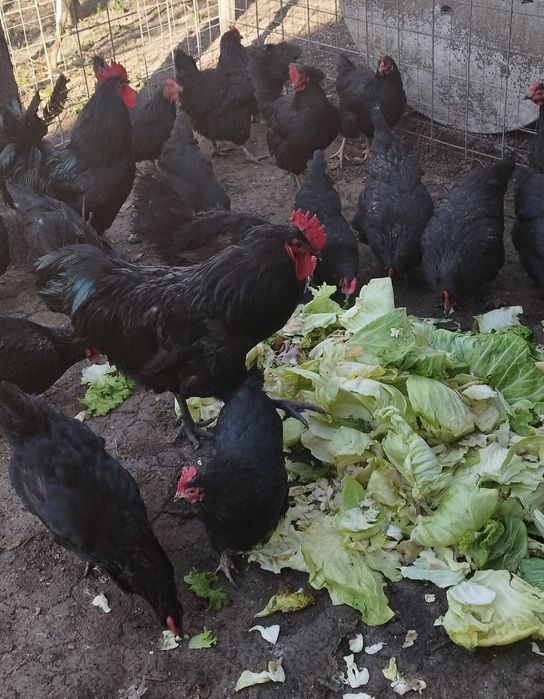 Ouă pentru incubat rasă australorp Suceava