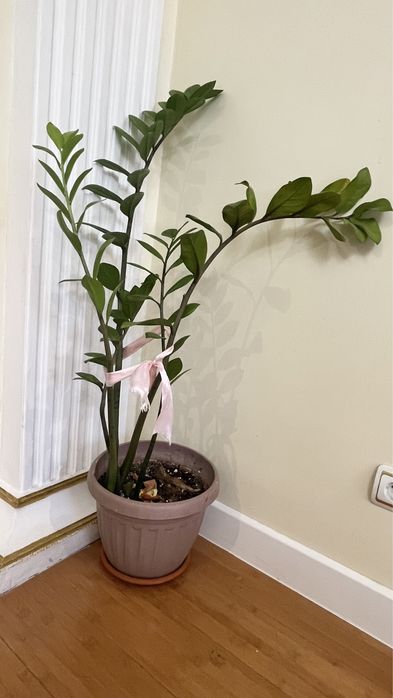 Продам комнатных цветов