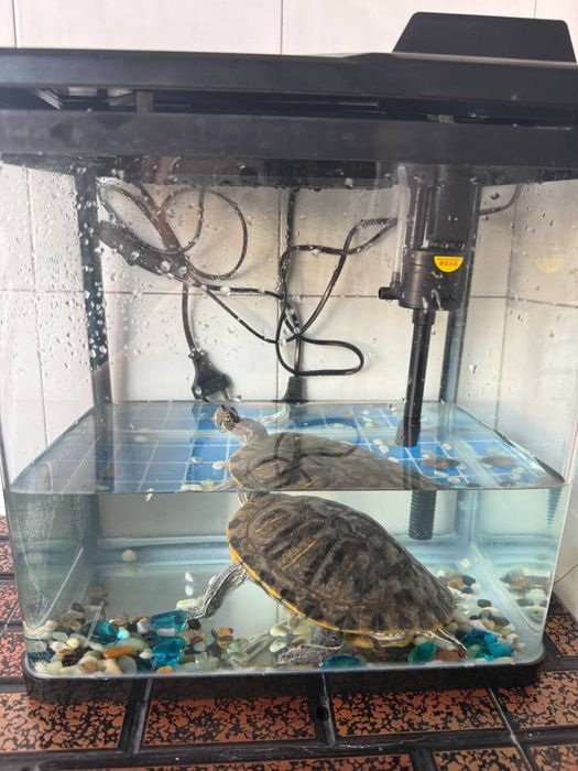 Продается водная красноухая черепаха