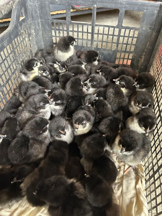 Pui australorp negru
