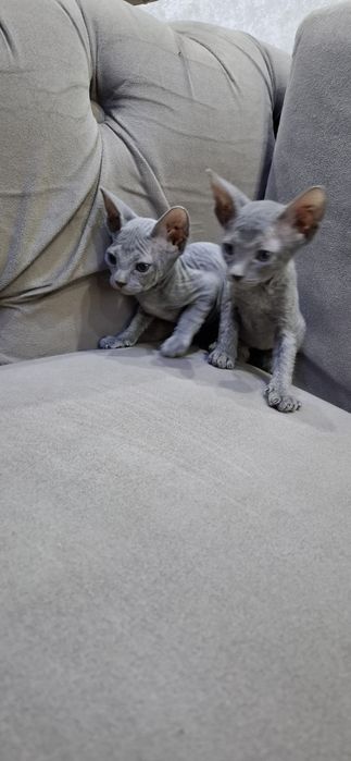 Канадский сфинкс котята