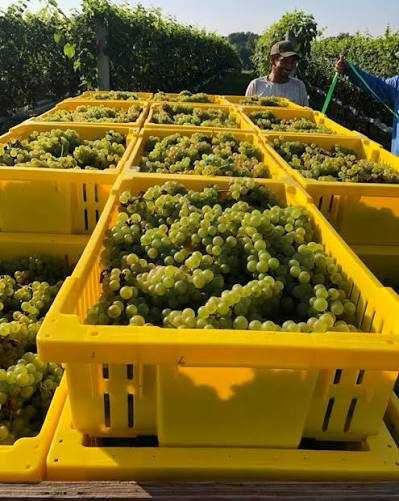 2026 Struguri de masă Moldova + struguri de vin Fetească Regală, Merlot și Chasselas Doré