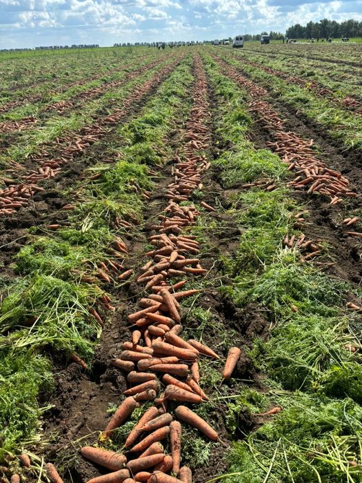 Морковь сорт каспи любой обьем