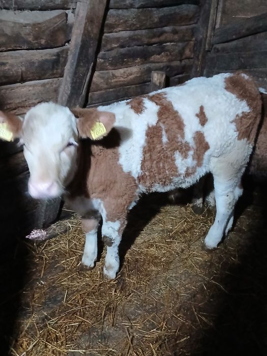 Vând doi taurasi baltati