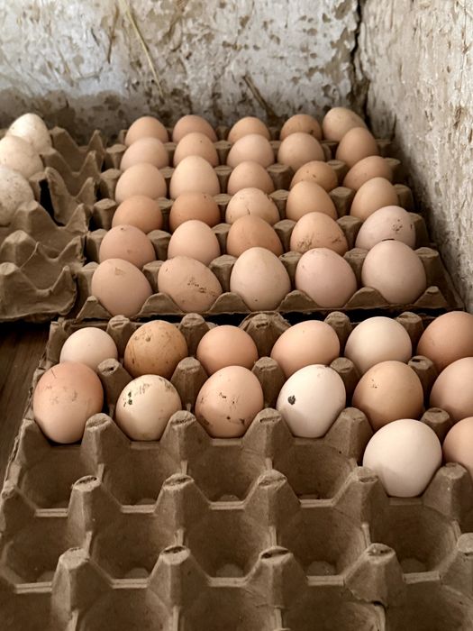 Брамо Тухумлари сотилади Тоза парода