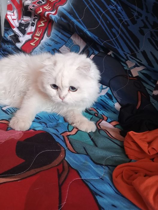 Продам породистую кошку