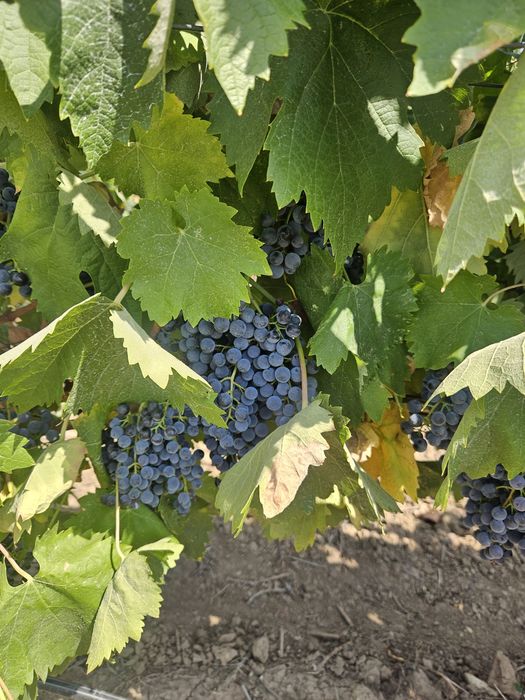 Vand Struguri Merlot si Negru de Drăgășani