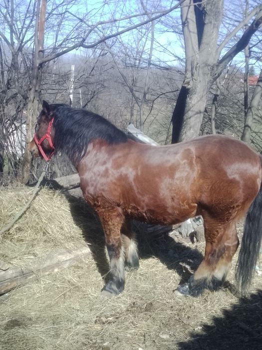 Cal de vânzare castrat