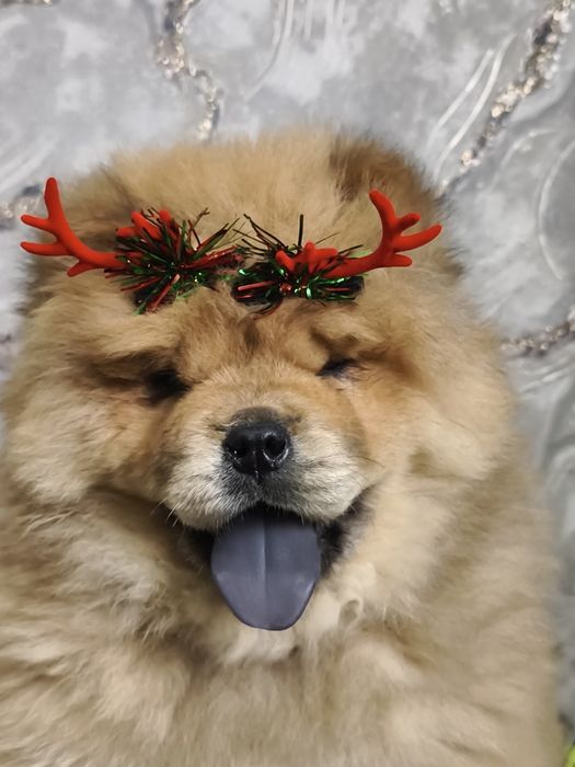 Продам щенят чау-чау