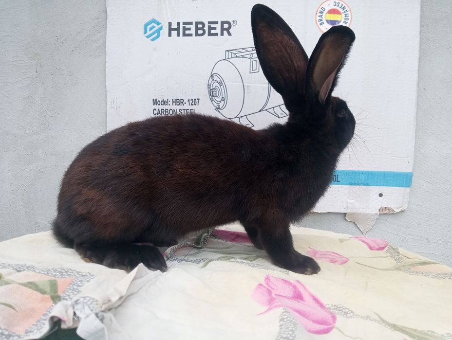 Masculi și femele Fluture Janet!