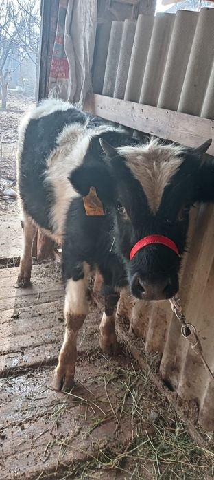 Бука бык бир жасар 2 еу