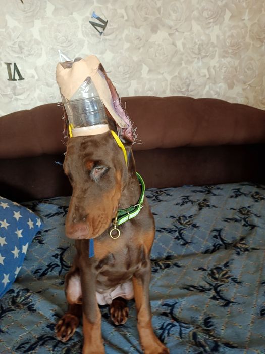 Продажа щенков добермана