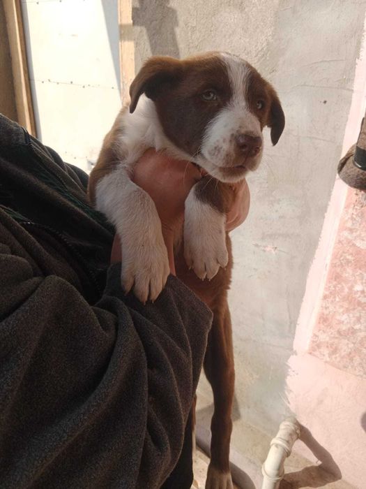 В добрые руки щенок девочка