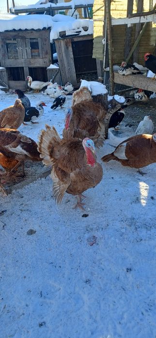 Vănd 2buc curci de casă masculi