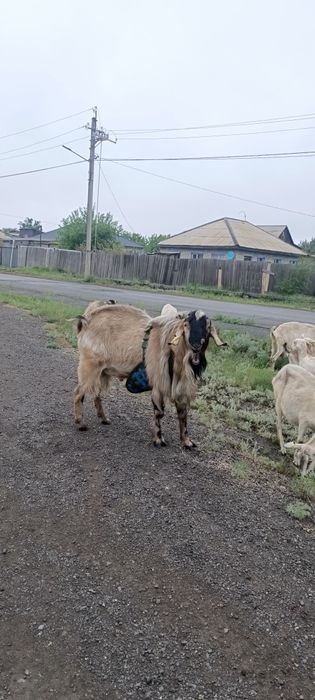 Продам 2 Козлят мальчиков