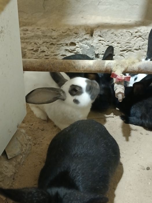 Кролик қояндар көжек