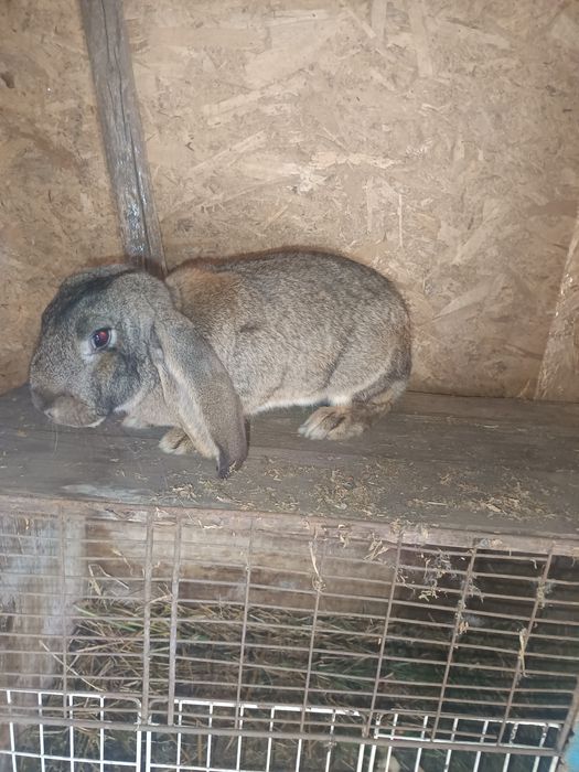 Vând femelă berbec german