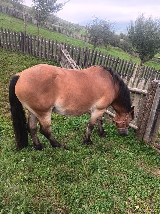 Cal de vânzare 4 ani