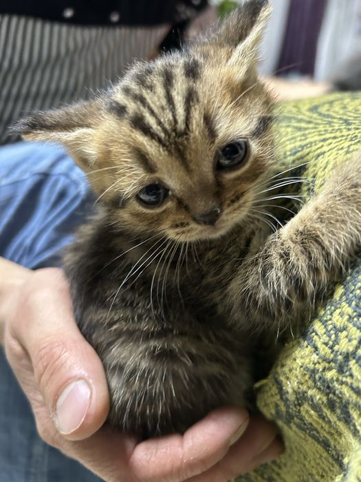 Отдам котят в добрые руки