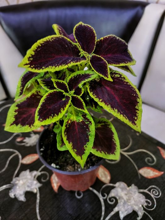 Колеусы, доставка