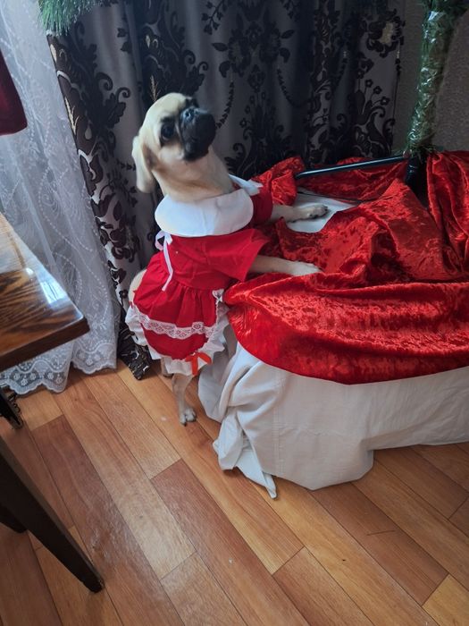 Продам мопса  девочка