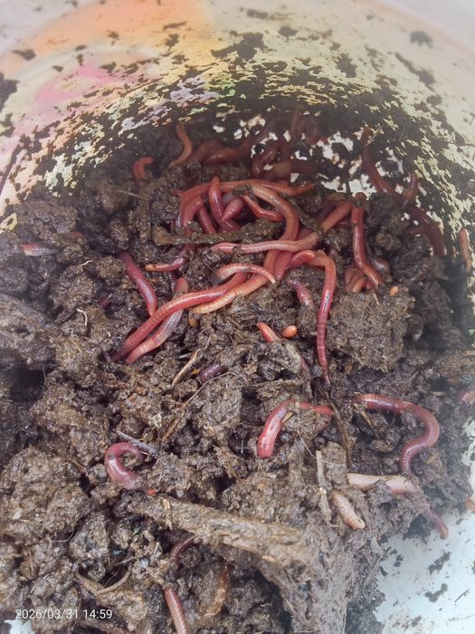 Биогумус сатылады