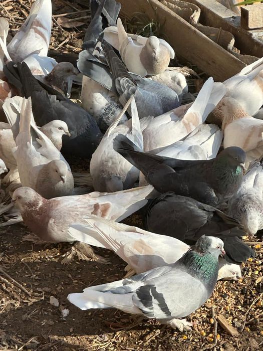 Голуби лохмоногие домашние