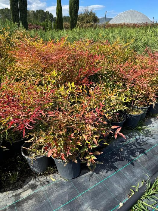 Bambus  iarba de pampas