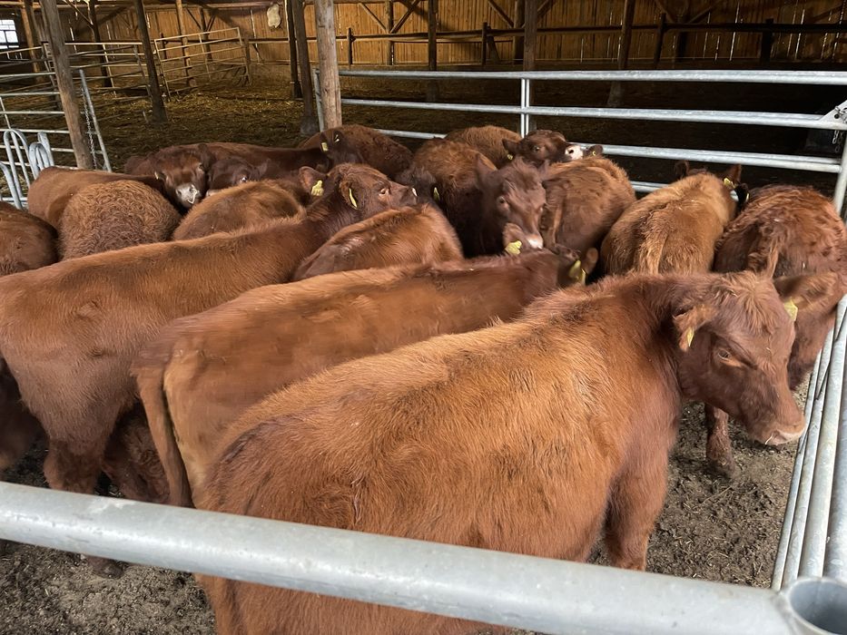 De vanzare Red Angus