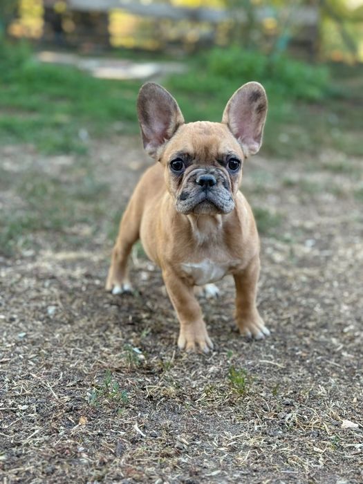 bulldog francez fetita