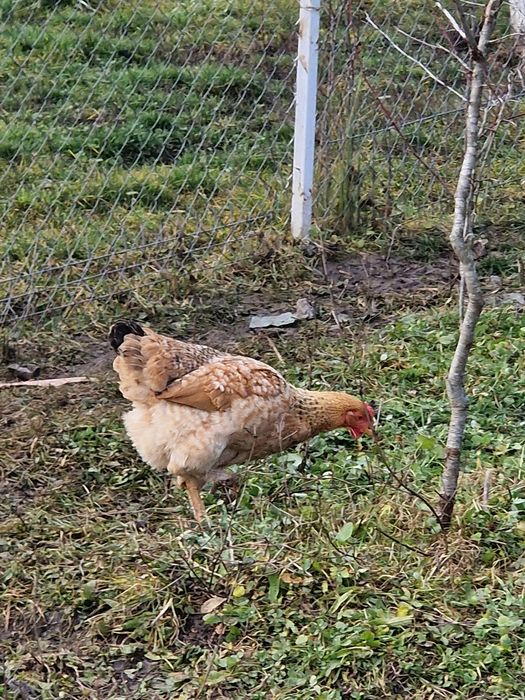 Vand cocos australorp si 3 găini