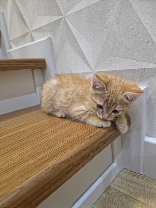 Рыжий Котёнок.Отдам в добрую семью!
