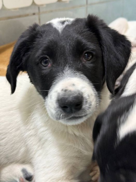 Отдам в хорошие руки