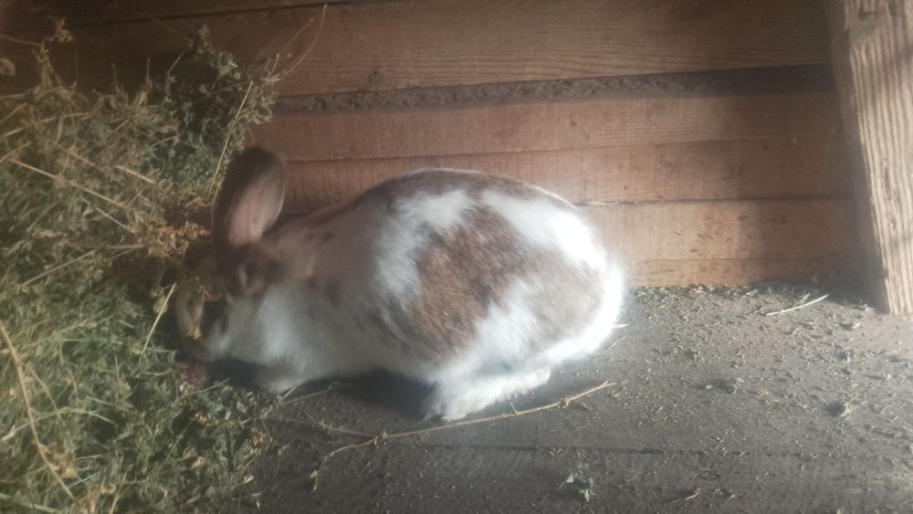 De vânzare iepuri berbec german si fluture german