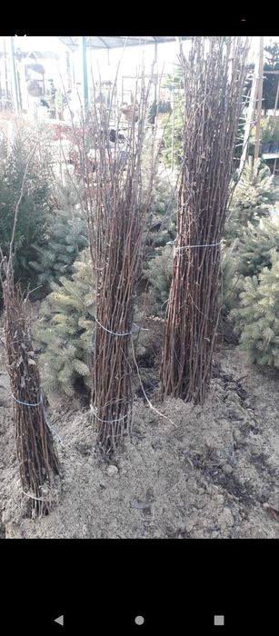 puieți de salcâm pentru împădurirea terenurilor degradate, agricole