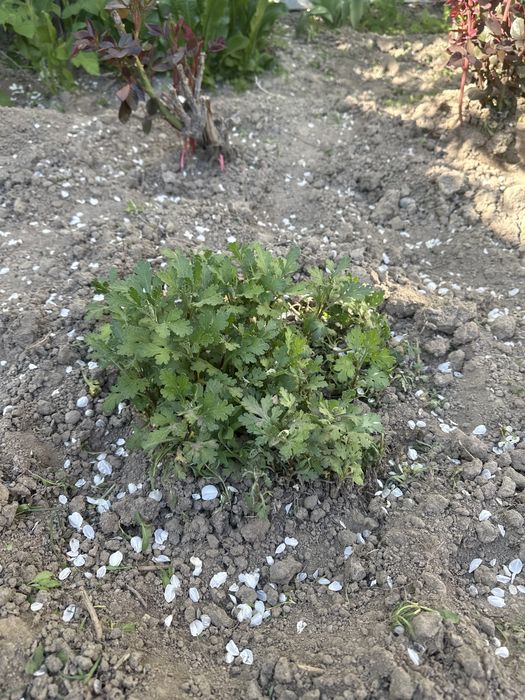 Хризонтемы,Калакольчики штучно