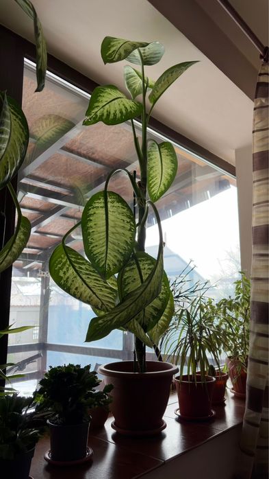 Plante ornamentale - Dieffenbachia & Dracaena