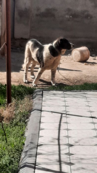 Ит сатылады төбет