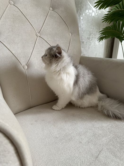 Продаётся котёнок породы Scottish Straight Highland 50$