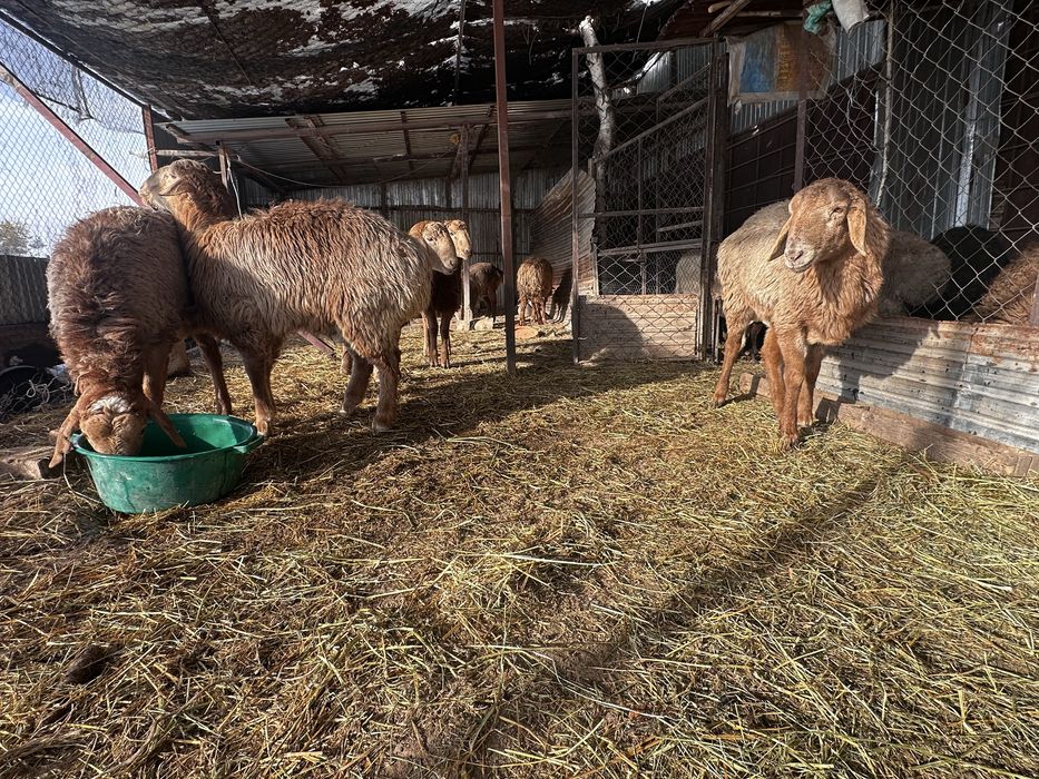 Арашан токты кошкар