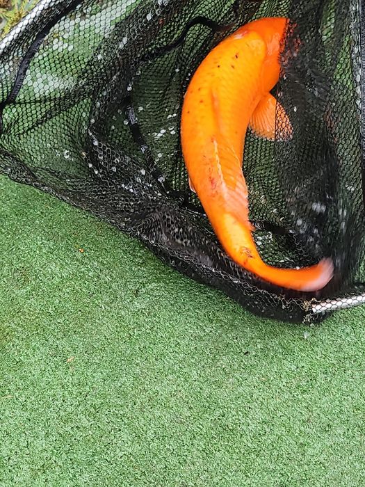 Vând pești crap koi, caraș