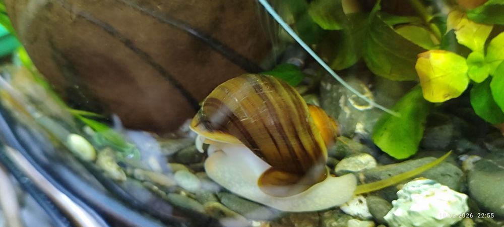 Улитки аквариумные.