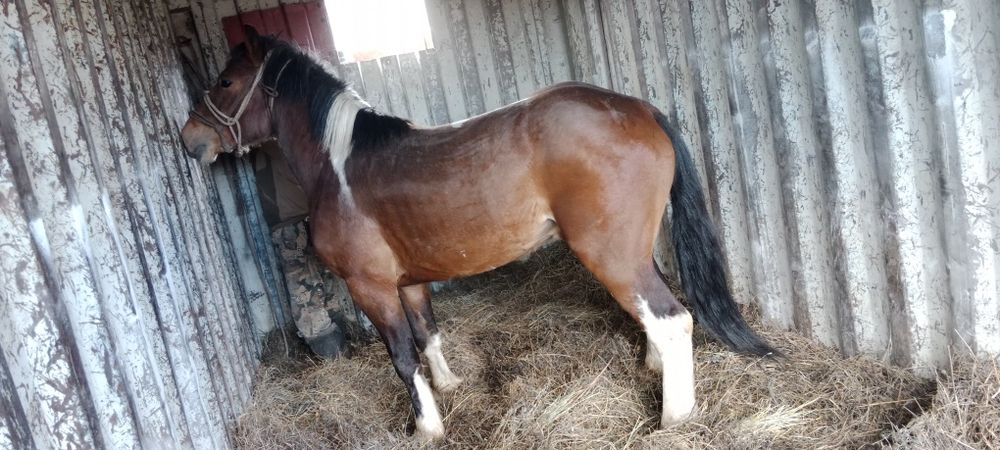 Сельхоз животные