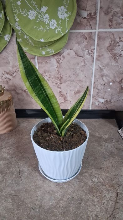 Домашние цветы Санцыверии