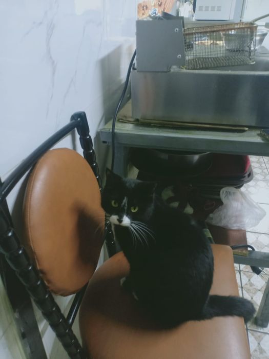 Отдам кота кастрированный