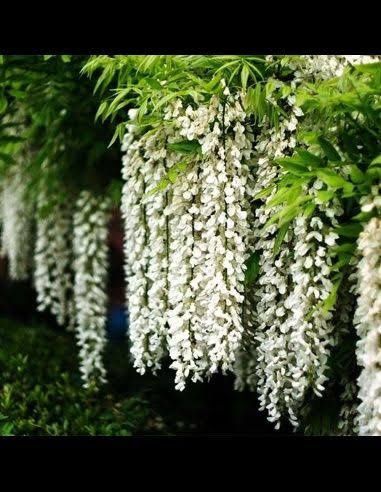Wisteria (Glicina Galbena)