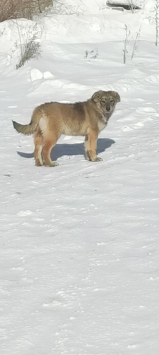 Отдам двух замечательных ласковых и контактных щенков в добрые