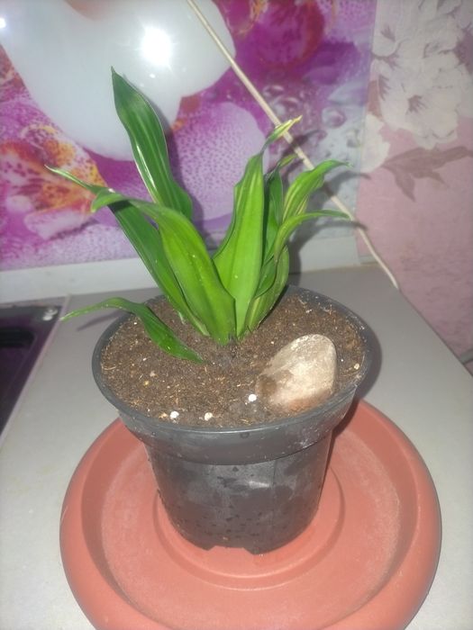 Драцена Компакта